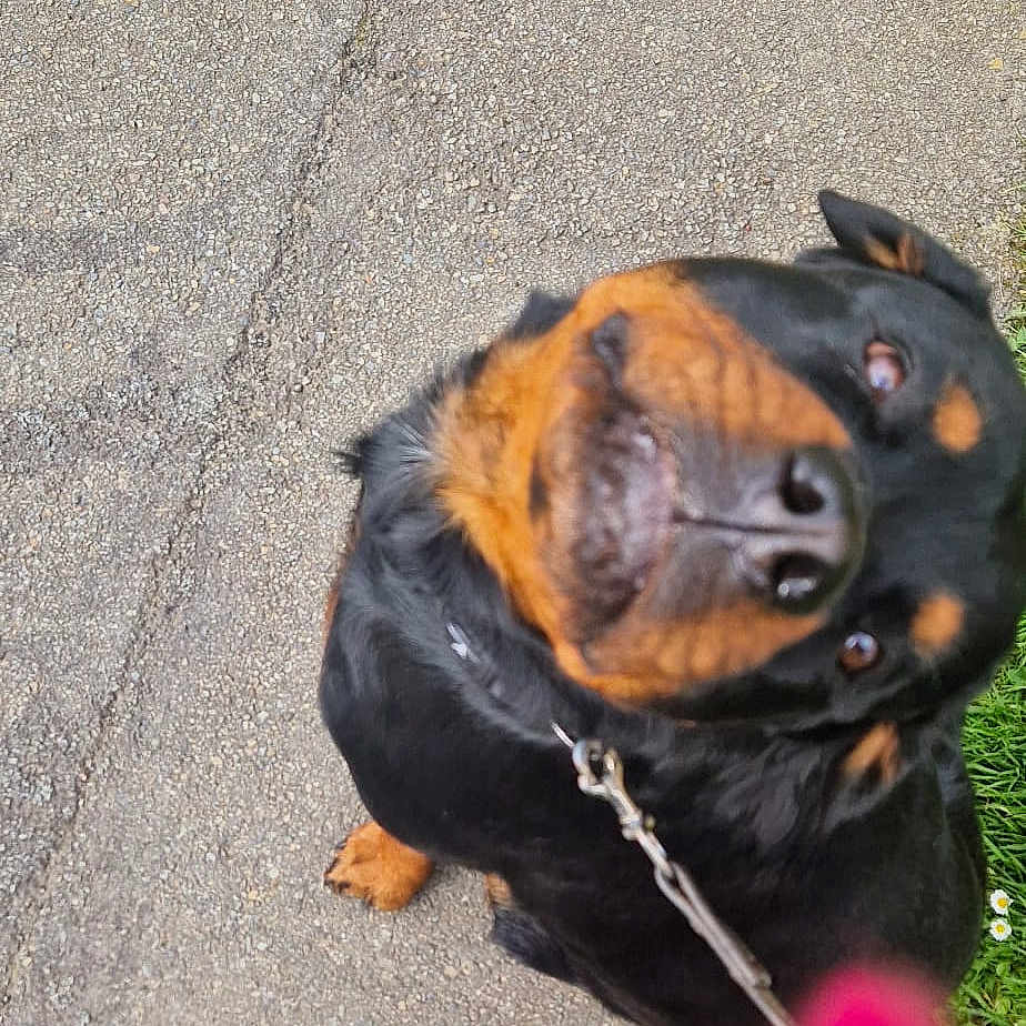 Baida