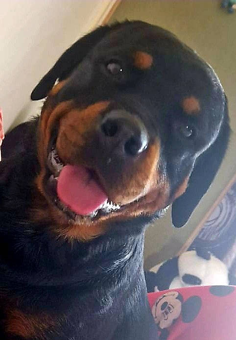 Baida a rejoint le concours — aidez-le/la à gagner de superbes lots ! canidae, carnivore, collar, companion_dog, dog, dog_breed, dog_collar, ear, fawn, fur, guard_dog, jaw, mammal, montenegrin_mountain_hound, snout, sporting_group, vertebrate, whiskers, working_animal, working_dog