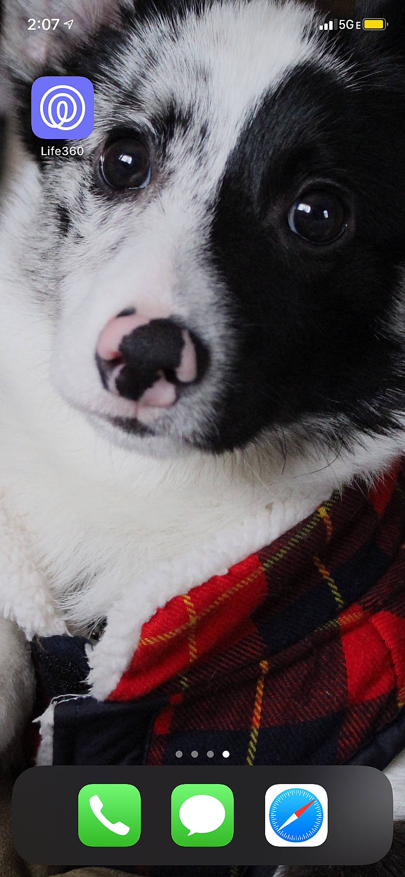 Oakley is registered to the contest to win money with this photo: border_collie, canidae, carnivore, companion_dog, dog, dog_breed, eye, fur, mammal, nose, puppy, rare_breed_dog, snout, vertebrate, whiskers