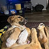 Bjorn is registered to the contest to win money with this photo: dog, puppy, pet, animal, lying_down, belly_up, paws, legs, fur, tan_fur, white markings, living_room, couch, television, candles, coffee_table, home, indoor, relaxed, funny_pose
