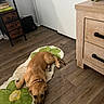 dog, brown_dog, sleeping, lying_down, pet, animal, rug, carpet, wood_floor, indoor, home, bedroom, dresser, shelving, suitcase, collar, paws, floppy_ears, portrait, cozy