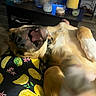 Bjorn is registered to the contest to win money with this photo: dog, puppy, lying_down, belly_up, open_mouth, smiling, teeth, tongue, collar, paws, fur, brown_and_white, indoor, living_room, coffee_table, candles, home_decor, lemon_pattern, portrait, funny