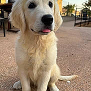 Baïa participe au concours pour gagner de l'argent avec cette photo : puppy, dog, golden_retriever, outdoor, sitting, tongue_out, cute, fur, pet, animal, daylight, pavement, young, canine, portrait, friendly, domestic_animal, expression, nature, sunlight