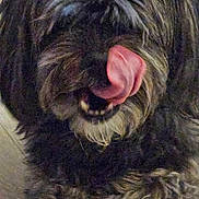 Mimi is registered to the contest to win money with this photo: animal, canine, close_up, companion, cute, dog, domestic_animal, expression, face, fur, furry, indoor, licking, muzzle, paw, pet, playful, tongue, tongue_out, whiskers