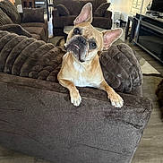 Angel is registered to the contest to win money with this photo: dog, french_bulldog, couch, living_room, pet, brown_furniture, head_tilt, curious, indoor, flooring, pillow, home_decor, animal, canine, fur, ears, expression, domestic, resting, comfort