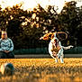 Clyde is registered to the contest to win money with this photo: action, animal, blurred_background, collar, daylight, dog, ears_flapping, field, golden_hour, grass, happy, joyful, nature, outdoor, person, pet, playing, running, sunlight, tongue_out