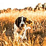Clyde is registered to the contest to win money with this photo: animal, brown_and_white, close_up, collar, daylight, dog, ears_flapping, energetic, field, golden_hour, grass, happy, motion, nature, outdoor, pet, running, summer, sunlight, wild_grass
