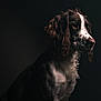 attentive, brown_and_white, calm_expression, dark_background, dog, domestic_animal, dramatic_lighting, long_ears, mammal, moody, pet, portrait, side_profile, sitting, sleek_fur, soft_light, spaniel, spotted_fur, studio_photography, whiskers