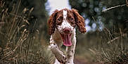 Clyde joined the competition — help win amazing prizes! animal, blurred_background, brown, canine, closeup, dog, ears, forest, grass, happy, nature, outdoor, path, pet, playful, running, summer, tongue, walking, white