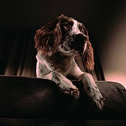 Clyde is registered to the contest to win money with this photo: background_blur, brown_and_white, close_up, couch, dog, dramatic_lighting, ears, fur, furniture, gaze, indoor, low_key, nose, paws, pet, portrait, relaxed, shadow, soft_light, spaniel_like