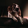 background_blur, brown_and_white, close_up, couch, dog, dramatic_lighting, ears, fur, furniture, gaze, indoor, low_key, nose, paws, pet, portrait, relaxed, shadow, soft_light, spaniel_like