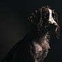 Clyde is registered to the contest to win money with this photo: animal, brown_and_white, closeup, companion, dark_background, dog, dramatic_lighting, ears, expressive_eyes, fur, indoor, muzzle, pet, portrait, side_profile, sitting, soft_light, spaniel, studio_lighting, whiskers