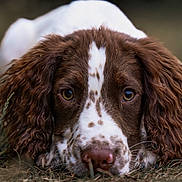 Clyde joined the competition — help win amazing prizes! animal, brown_and_white, canine, close_up, cute, dog, ears, eyes, focus, fur, grass, lying_down, muzzle, nature, nose, outdoor, pet, portrait, resting, soft_background