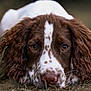 animal, brown_and_white, canine, close_up, cute, dog, ears, eyes, focus, fur, grass, lying_down, muzzle, nature, nose, outdoor, pet, portrait, resting, soft_background