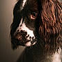 Clyde is registered to the contest to win money with this photo: adorable, brown_eye, close_up, companion, curly_fur, dog, dog_portrait, eye, fur, headshot, long_ears, moody, pet, shallow_depth_of_field, soft_light, spaniel, spotted_muzzle, studio_lighting, texture, whiskers