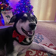 Winston joined the competition — help win amazing prizes! black_and_white_dog, bow_tie, carpet, celebration, christmas_tree, cozy, cute, decorations, dog, festive, holiday, indoor, lights, living_room, ornaments, painting, pet, relaxed, smiling_dog, wall