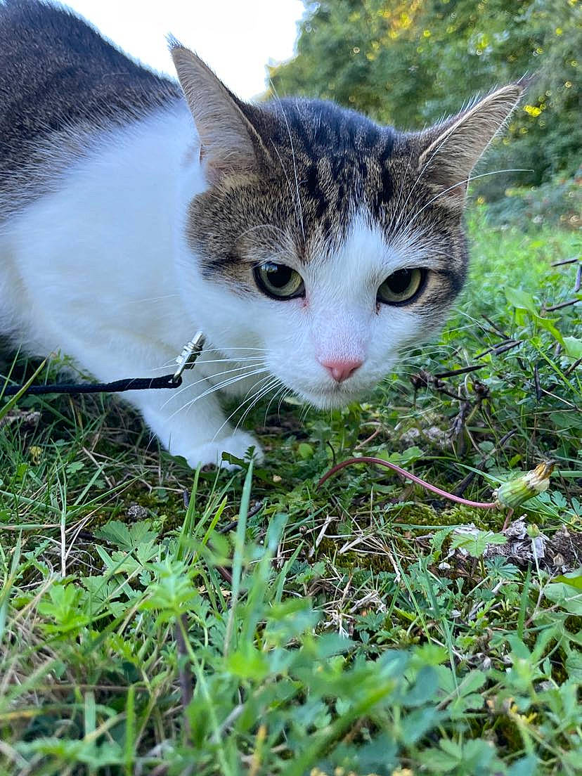 Hermes participe au concours pour gagner de l'argent avec cette photo : carnivore, cat, domestic_short_haired_cat, fawn, felidae, fur, grass, grass_family, grassland, groundcover, lawn, plant, sky, small_to_medium_sized_cats, snout, terrestrial_animal, terrestrial_plant, tree, whiskers, wildlife
