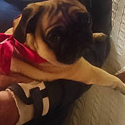 Anémone participe au concours pour gagner de l'argent avec cette photo : animal, brown_dog, companion, couch, cozy, cute, dog, face, furry, indoor, lap, person, pet, pug, red_scarf, relaxed, scarf, small_dog, snout, textured_couch