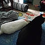 Petey Bartholomew joined the competition — help win amazing prizes! rabbit, cat, animal, indoor, pet, white_rabbit, black_cat, floor, carpet, furniture, household, resting, side_by_side, soft_light, domestic, cozy, blurred_background, companion, quiet, relaxed