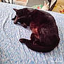 black_cat, sleeping_cat, curled_up, indoor, blanket, bed, cozy, pet, animal, feline, paw, resting, cute, fur, domestic_cat, relaxation, soft_texture, quiet, peaceful, nap