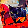Petey Bartholomew joined the competition — help win amazing prizes! cat, black_cat, yellow_eyes, bow_tie, orange_bow, chair, patterned_chair, red, orange, indoor, pet, feline, close_up, animal, domestic_animal, cute, resting, looking_at_camera, cozy, soft_fur