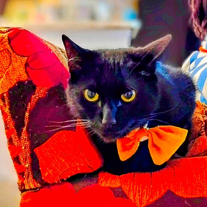 Petey Bartholomew joined the competition — help win amazing prizes! animal, black_cat, bow_tie, cat, chair, close_up, cozy, cute, domestic_animal, feline, indoor, looking_at_camera, orange, orange_bow, patterned_chair, pet, red, resting, soft_fur, yellow_eyes