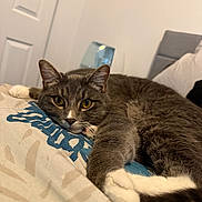 Drax joined the competition — help win amazing prizes! cat, gray_cat, white_paws, bed, blanket, indoor, pet, animal, feline, resting, cute, fur, whiskers, ears, yellow_eyes, relaxed, lying_down, close_up, cozy, household
