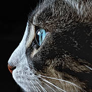 Kacchan a rejoint le concours — aidez-le/la à gagner de superbes lots ! cat, tabby_cat, close_up, profile, blue_eye, whiskers, fur, striped_fur, feline, animal, pet, face, muzzle, nose, eye, indoor, dark_background, portrait, macro_photography, dramatic_lighting