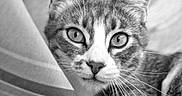 Kacchan a rejoint le concours — aidez-le/la à gagner de superbes lots ! cat, tabby_cat, animal, pet, feline, close_up, portrait, black_and_white, monochrome, whiskers, eyes, nose, fur, striped_fur, indoors, blanket, couch, face, alert, photography