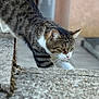 Simba participe au concours pour gagner de l'argent avec cette photo : cat, tabby, stretching, outdoor, stone, fur, whiskers, paw, focused, animal, pet, mammal, face, ears, white_markings, closeup, texture, nature, curious, alert