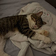 Simba a rejoint le concours — aidez-le/la à gagner de superbes lots ! cat, tabby, sleeping, blanket, bed, cozy, soft, feline, paws, animal, pet, indoor, cute, resting, fur, whiskers, relaxed, comfort, nap, domestic