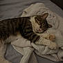 cat, tabby, sleeping, blanket, bed, cozy, soft, feline, paws, animal, pet, indoor, cute, resting, fur, whiskers, relaxed, comfort, nap, domestic