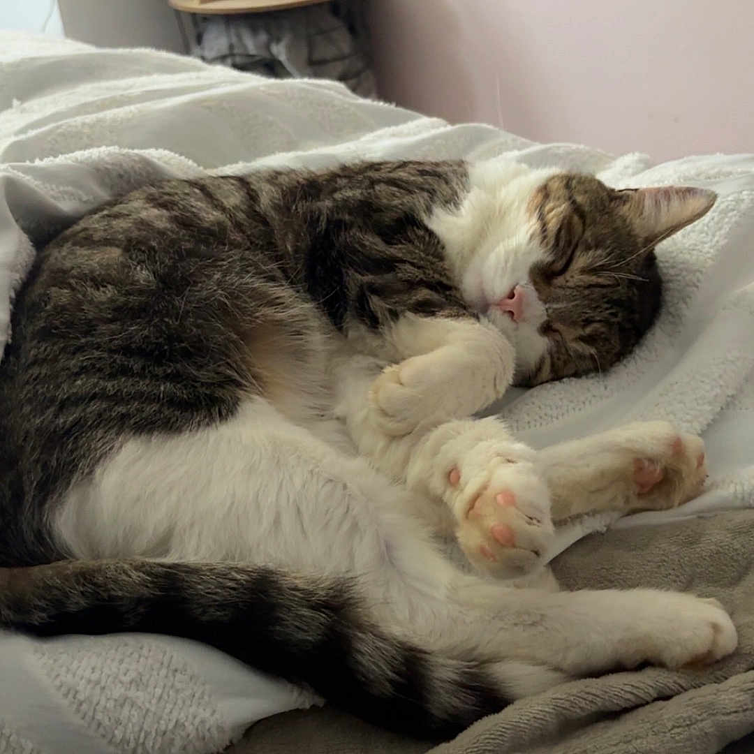 Simba participe au concours pour gagner de l'argent avec cette photo : animal, bed, blanket, cat, cozy, cute, domestic, feline, fur, home, indoor, paw, peaceful, pet, relaxing, resting, sleeping, soft, tabby, white