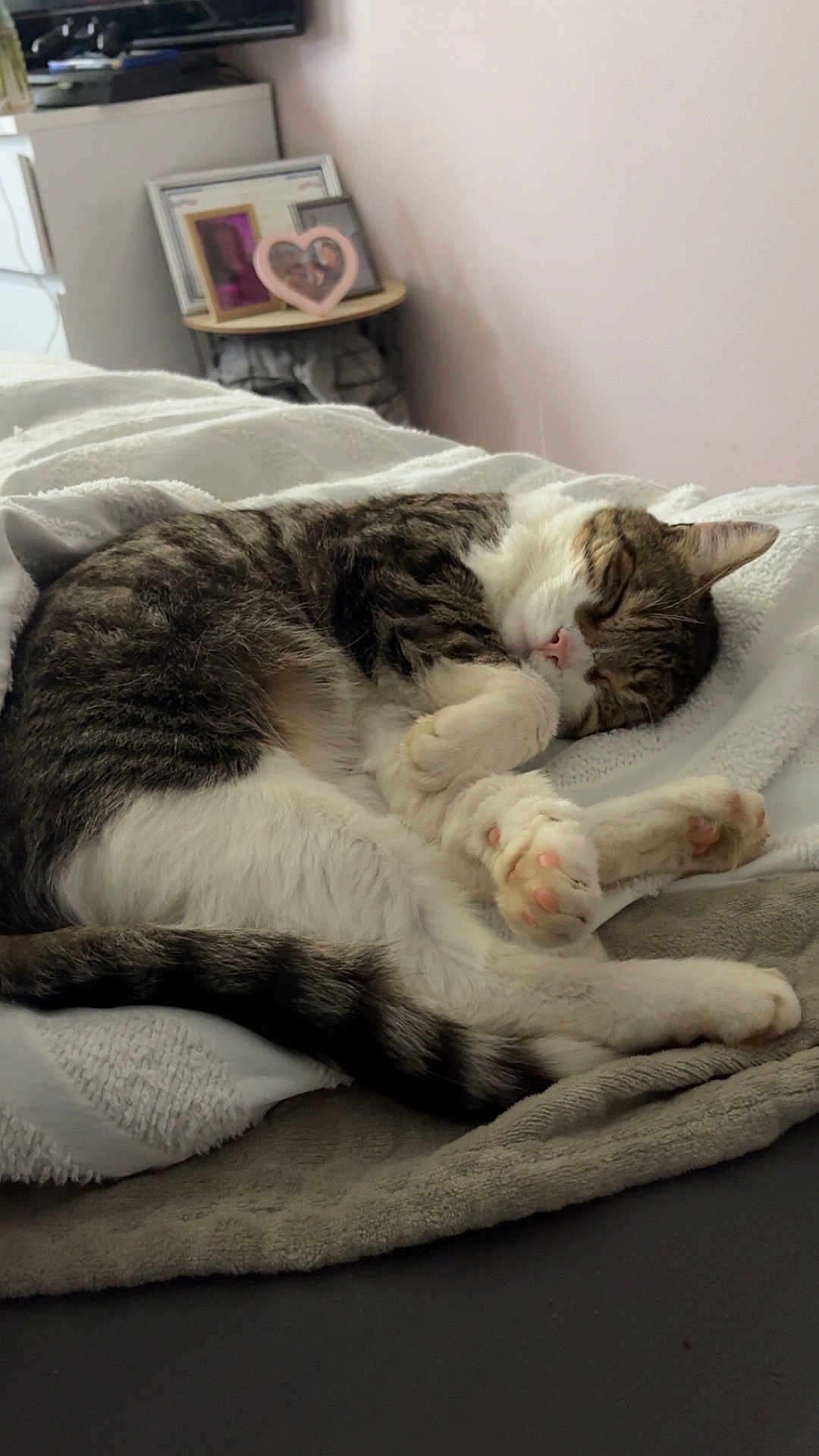 Simba participe au concours pour gagner de l'argent avec cette photo : cat, sleeping, tabby, white, pet, animal, cozy, blanket, indoor, resting, paw, fur, cute, peaceful, bed, home, relaxing, feline, domestic, soft