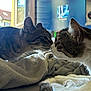 cat, cats, feline, pet, indoor, blanket, cozy, window, television, fur, whiskers, close_up, animal, cute, resting, domestic, soft_light, noses, friendship, relaxation