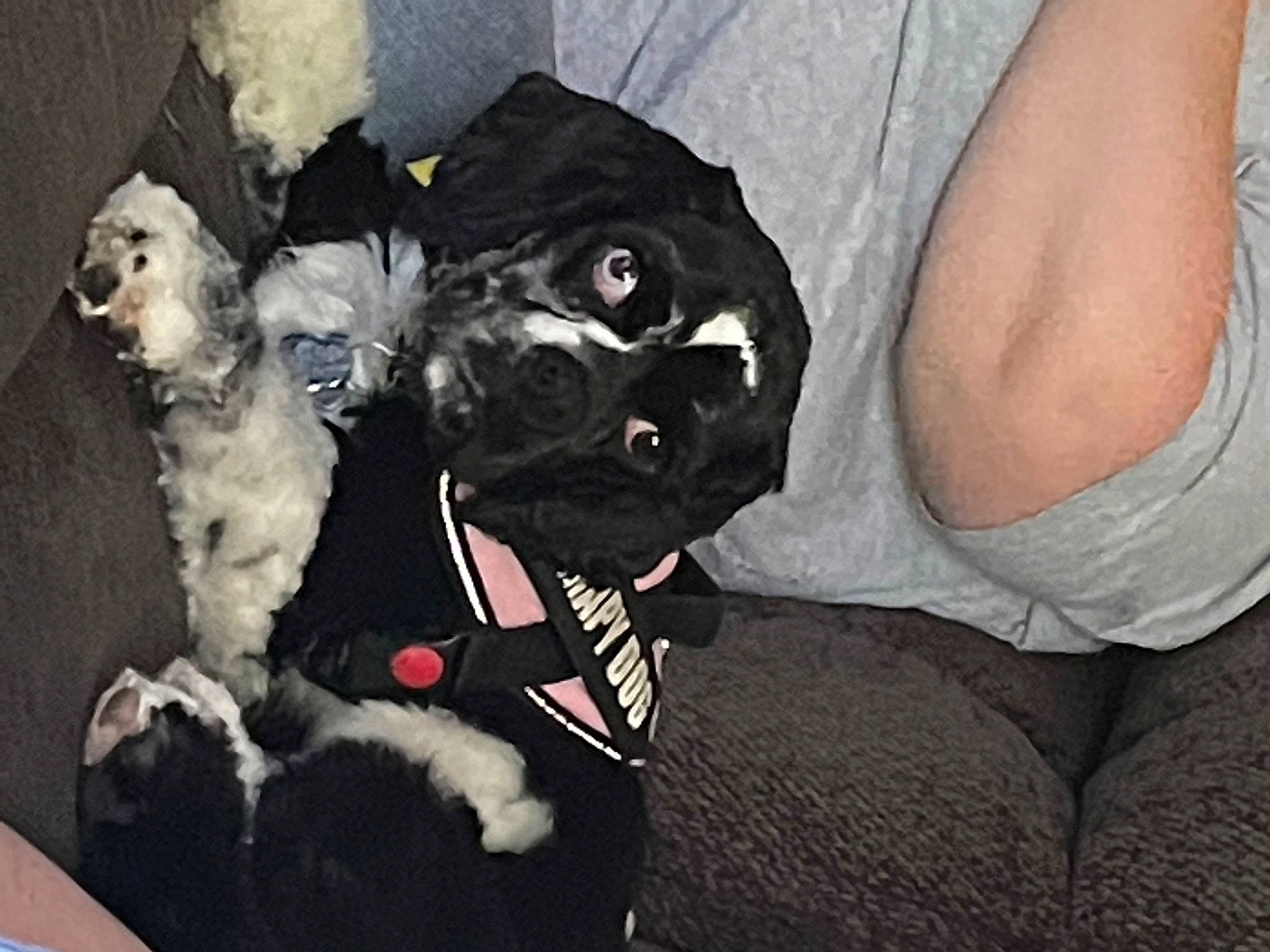 Blue joined the competition — help win amazing prizes! canidae, carnivore, comfort, companion_dog, dog, dog_breed, dog_collar, dog_supply, elbow, fur, human_leg, non_sporting_group, puppy, sleeve, small_terrier, sporting_group, standard_schnauzer, t_shirt, toy_dog, working_animal