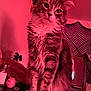 cat, kitten, pet, long_fur, tabby, whiskers, paws, indoor, portrait, pink_lighting, sitting, close_up, tabletop, mirror, decor, salt_shaker, figurine, bedroom, curtain, soft_lighting