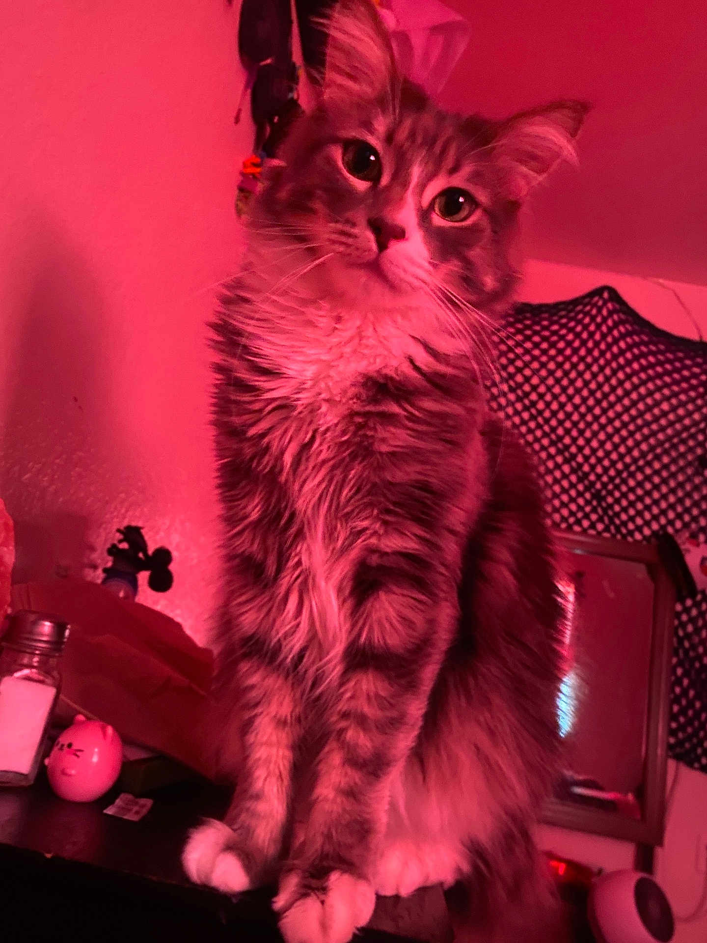 Orbit joined the competition — help win amazing prizes! cat, kitten, pet, long_fur, tabby, whiskers, paws, indoor, portrait, pink_lighting, sitting, close_up, tabletop, mirror, decor, salt_shaker, figurine, bedroom, curtain, soft_lighting