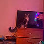 Orbit is registered to the contest to win money with this photo: cat, tabby_cat, dresser, tv, lamp, lamp_shade, fairy_lights, string_lights, tail, wood_furniture, drawer, bowl, storage_drawers, zebra_print, bag, room, wall, indoor, cozy, nightlight