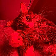 Orbit joined the competition — help win amazing prizes! cat, feline, pet, paw, whiskers, fur, close_up, portrait, indoor, blanket, bed, sleepy, cozy, eyes, tabby, long_hair, nose, cute, red_lighting, resting