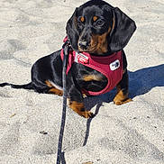 Athena participe au concours pour gagner de l'argent avec cette photo : adorable, animal, beach, black_and_tan, canine, cute, dachshund, dog, harness, leash, nature, outdoor, pet, puppy, sand, sitting, small_dog, summer, sunlight, young_dog