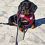 adorable, animal, beach, black_and_tan, canine, cute, dachshund, dog, harness, leash, nature, outdoor, pet, puppy, sand, sitting, small_dog, summer, sunlight, young_dog