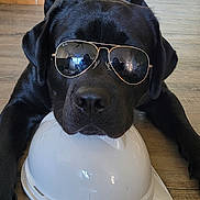 Uno a rejoint le concours — aidez-le/la à gagner de superbes lots ! dog, black_dog, sunglasses, aviator_sunglasses, construction_helmet, floor, wooden_floor, indoor, pet, animal, resting, laying_down, cool, reflective, chin_resting, houseplant, pot, home_interior, casual, relaxed