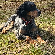 Isis a rejoint le concours — aidez-le/la à gagner de superbes lots ! alert, animal, black, brown, canine, collar, daylight, dog, ears, fur, grass, ground, lying_down, muzzle, nature, outdoor, pet, rock, side_view, white