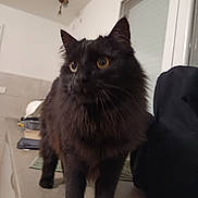 Milou a rejoint le concours — aidez-le/la à gagner de superbes lots ! amber_eyes, bag, black_cat, cat, closeup, countertop, countertop_object, curious, fur, home, indoor, keys, kitchen, long_fur, paws, pet, portrait, soft_lighting, whiskers, window