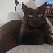 Milou participe au concours pour gagner de l'argent avec cette photo : cat, black_cat, pet, animal, lap, yellow_eyes, fluffy, indoor, human_lap, keyboard, technology, relaxed, feline, whiskers, ears, nose, fur, curious, resting, home