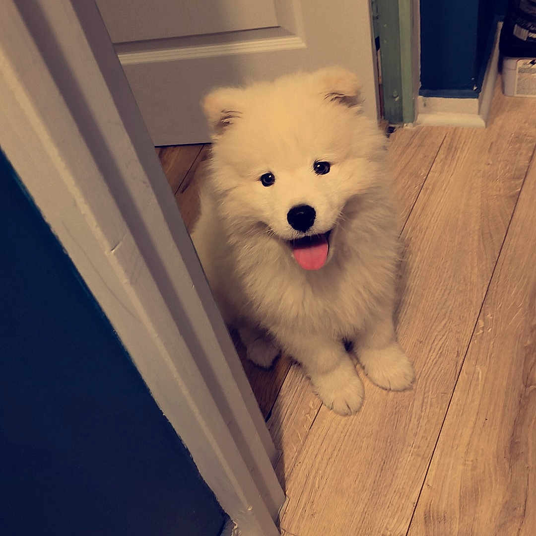 Bing a rejoint le concours — aidez-le/la à gagner de superbes lots ! animal, ball, bodypart, box, canine, chow, dog, door, eskimodog, hardwood, husky, indoors, interiordesign, mouth, person, pet, plywood, puppy, whitedog, wood