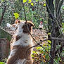 Roxy participe au concours pour gagner de l'argent avec cette photo : dog, animal, backyard, fence, chicken, nature, tree, leaves, grass, outdoor, pet, curious, fur, brown, white, rural, daylight, wildlife, wire_fence, sitting