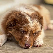 Roxy a rejoint le concours — aidez-le/la à gagner de superbes lots ! puppy, dog, sleeping, brown, white, fur, closeup, floor, wooden_floor, pet, cute, young_dog, resting, animal, domestic_animal, indoor, paw, nose, whiskers, adorable