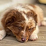 puppy, dog, sleeping, brown, white, fur, closeup, floor, wooden_floor, pet, cute, young_dog, resting, animal, domestic_animal, indoor, paw, nose, whiskers, adorable
